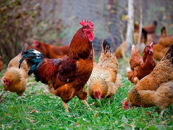 Породы куриц | ЗооТом - продажа, вязка и услуги для животных в Фокино