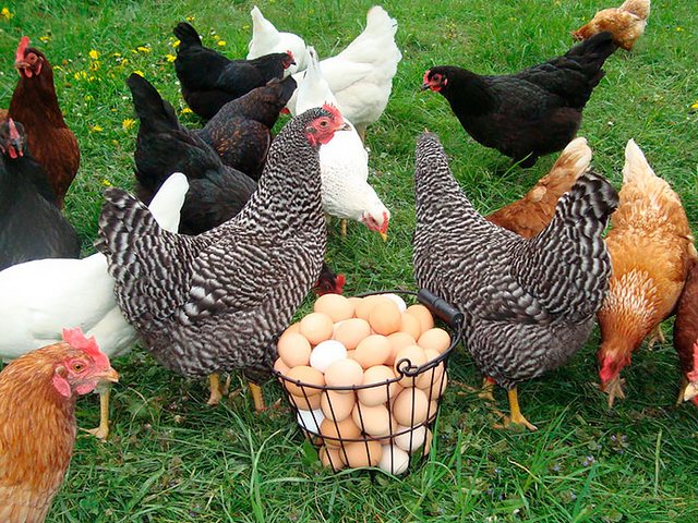 Содержание кур и уход за ними | ЗооТом - продажа, вязка и услуги для животных в Фокино