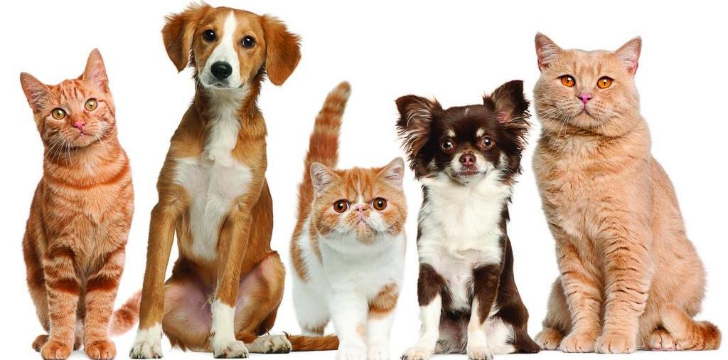 Доска объявлений о животных | ЗооТом - продажа, вязка и услуги для животных в Фокино