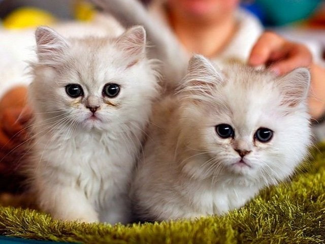 Породы кошек в Фокино | ЗооТом портал о животных