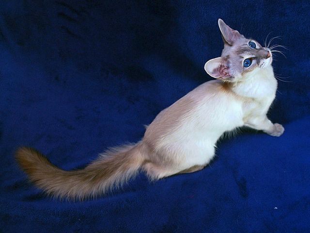 Выведенные породы кошек в Фокино | ЗооТом портал о животных