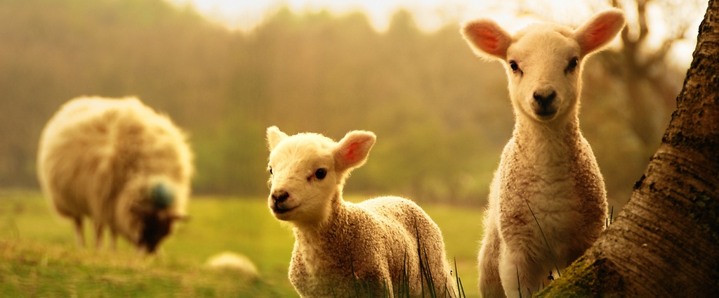 Объявления о сельскохозяйственных животных | ЗооТом - продажа, вязка и услуги для животных в Фокино