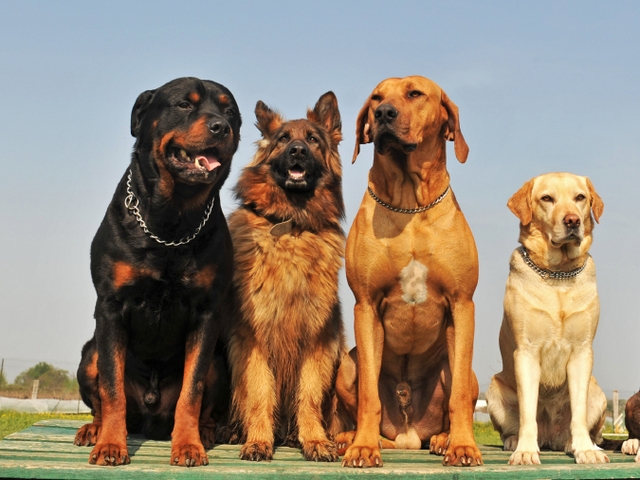Крупные породы собак в Фокино | ЗооТом портал о животных