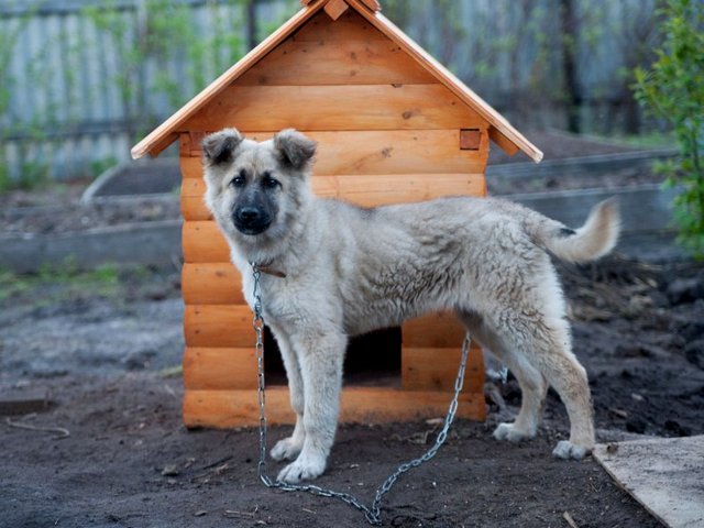 Все о собаках в Фокино